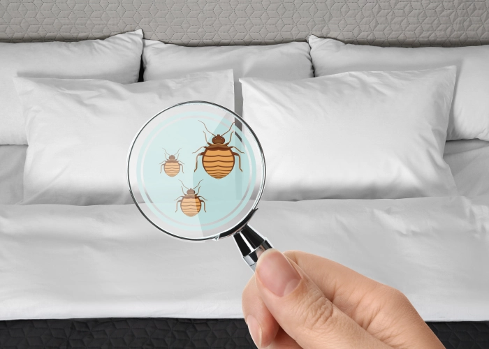 Trattamento contro le cimici dei letti a Vittoria 97019